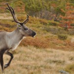 Ren i Härjedalen