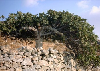 Fikonträd på Syros